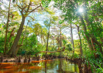 The Loxahatchee River at Riverbend Park in Jupiter (iStock image)
