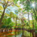 The Loxahatchee River at Riverbend Park in Jupiter (iStock image)