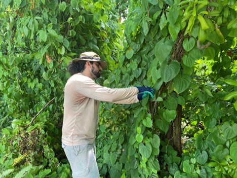 Work being done on a habitat restoration project at at Orchard View Park in Delray Beach (Photo courtesy of the city of Delray Beach)