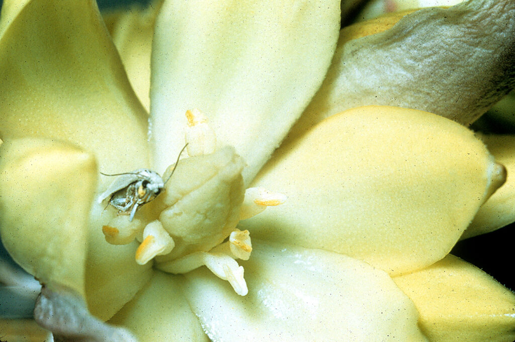 A yucca moth in a yucca blossom (Joshua Tree National Park, Public domain, via Wikimedia Commons)