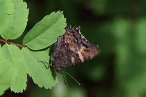 The California tortoiseshell butterfly can look like wood when its wings are closed, but they’re a soft orange on the other side. (Walter Siegmund/Wikimedia Commons, CC BY-SA)
