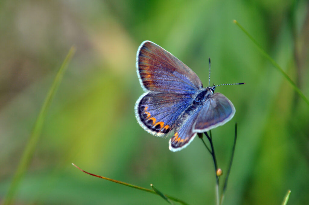 The Karner blue butterfly is one of many species of butterflies that depend on specific host plants. Because the caterpillars only feed on blue lupine plants, they depend on hatching at the right time, when the plants are abundant in their habitat. (USFWS Public domain, via Wikimedia Commons)