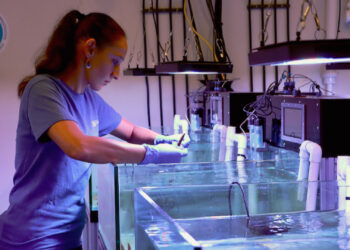 Ana Palacio, a research scientist at the University of Miami NOAA Cooperative Institute for Marine and Atmospheric Studies, inspects a healthy staghorn coral specimen in the Environmental Reef Lab at the Rosenstiel School. (Photo: Diana Udel)
