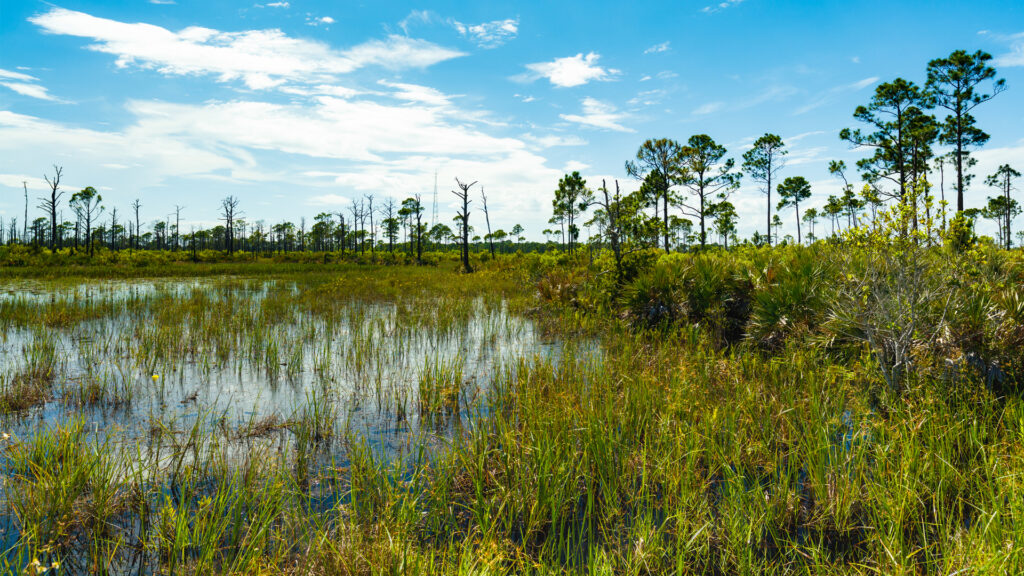 A nature preserve in Port St. Lucie (iStock image)