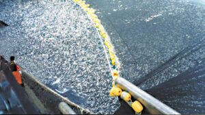 A trawler reeling in a fishing net containing hundreds of thousands of cod fish, an example of overfishing. (Asc1733, CC BY-SA 4.0, via Wikimedia Commons)