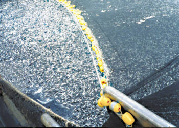A trawler reeling in a fishing net containing hundreds of thousands of cod fish, an example of overfishing. (Asc1733, CC BY-SA 4.0, via Wikimedia Commons)