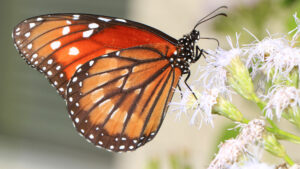 A tropical queen butterfly at Arthur Marshall Loxahatchee National Wildlife Refuge in Boynton Beach (Judy Gallagher, CC BY 2.0, via Wikimedia Commons)