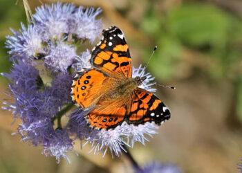 West Coast lady butterflies range across the western U.S., but their numbers have dropped by 80% in two decades. (Renee Las Vegas/Wikimedia Commons, CC BY)