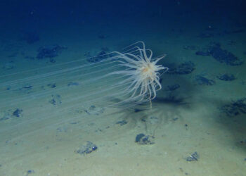 A cnidarian is attached to a dead sponge stalk on a manganese nodule in the Clarion-Clipperton Zone. (Diva Amon and Craig Smith, University of Hawaii at Mānoa)