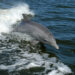 A dolphin surfs the wake of a research boat on the Banana River near the Kennedy Space Center. (NASA, Public domain, via Wikimedia Commons)