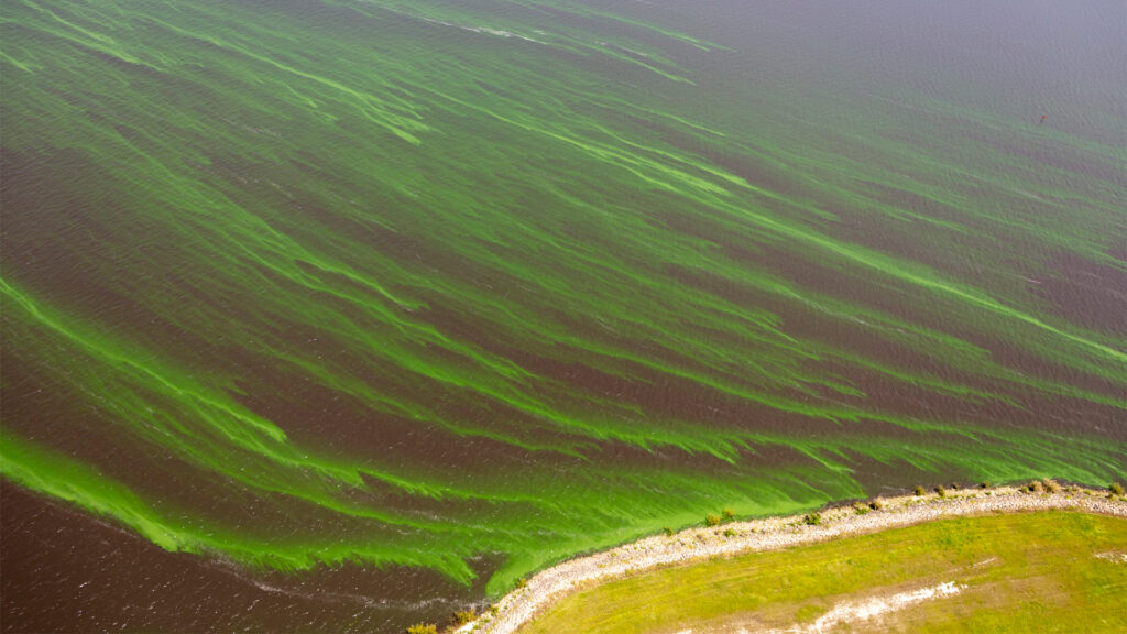 Algae in Lake Okeechobee (iStock image)