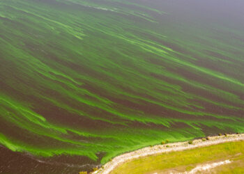 Algae in Lake Okeechobee (iStock image)