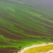 Algae in Lake Okeechobee (iStock image)