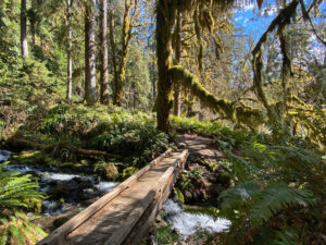 Hoh Rain Forest at Olympic National Park in Washington (jhvanwa, CC0, via Wikimedia Commons)