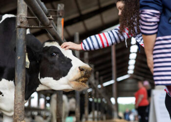 A child pets a dairy cow during Animal Sciences Family Day at the Dairy. (Photo: UF/IFAS, Cat Wofford)