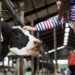 A child pets a dairy cow during Animal Sciences Family Day at the Dairy. (Photo: UF/IFAS, Cat Wofford)