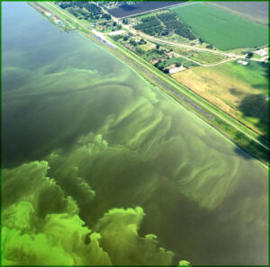 An algal bloom spreads in Florida’s Lake Okeechobee, at the heart of the Everglades. (Nicholas Aumen/USGS)