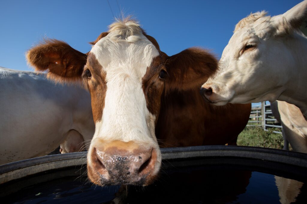 Cows drinking at a water trough. (Photo: UF/IFAS Tyler Jones)
