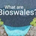 A screenshot from the bite-sized video, "What are bioswales?" (FAU CES)