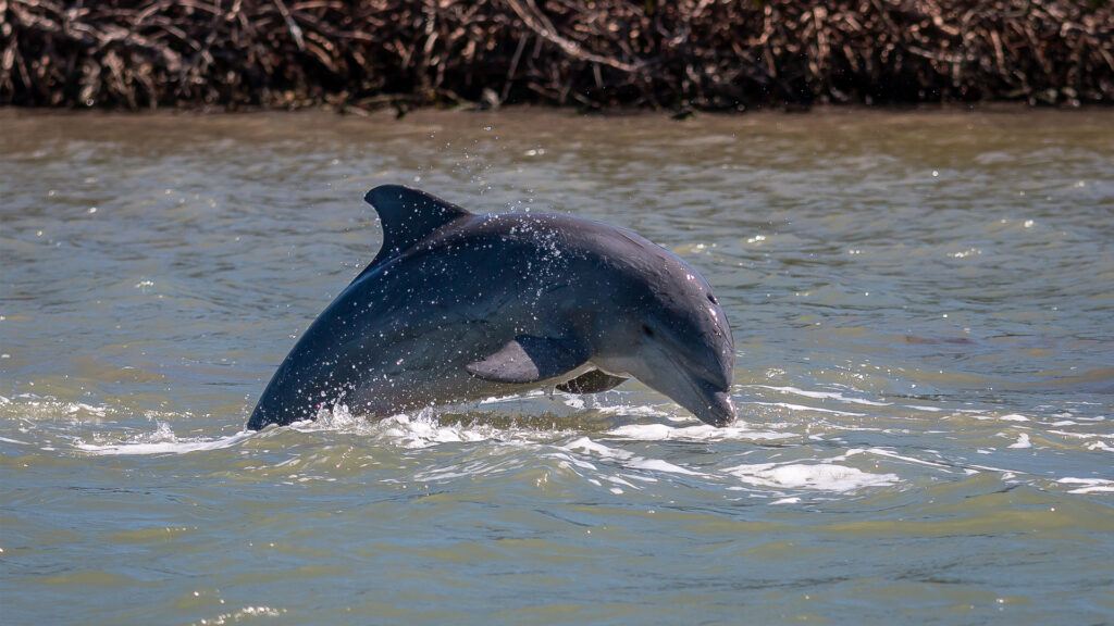 A bottlenose dolphin breaching (iStock image)