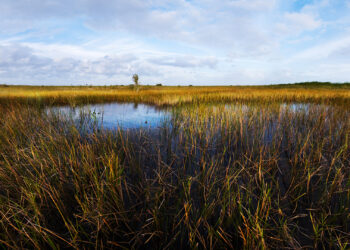The Everglades has often been referred to as a vast river of grass. (National Park Service/B.Call via Flickr)