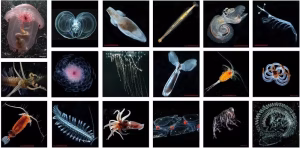 Images of marine life spotted in the midwater zone. Bucklin, et al., Marine Biology, 2021. (Photos by R.R. Hopcroft and C. Clarke/University of Alaska Fairbanks, and L.P. Madin/Woods Hole Oceanographic Institution; CC BY)