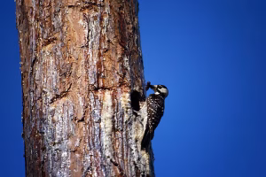 Populations of the threatened red-cockaded woodpecker in the southeastern U.S. depend on large areas of scattered, old-growth longleaf pines for their survival. (Reed Noss)