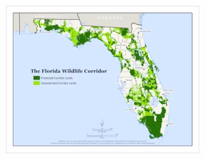 The Florida Wildlife Corridor covers nearly 18 million acres of Florida. A little over half of the acres, pictured in dark green, are conserved lands while the rest, pictured in light green, are considered opportunity areas for future conservation. (University of Florida Center for Landscape Conservation Planning)