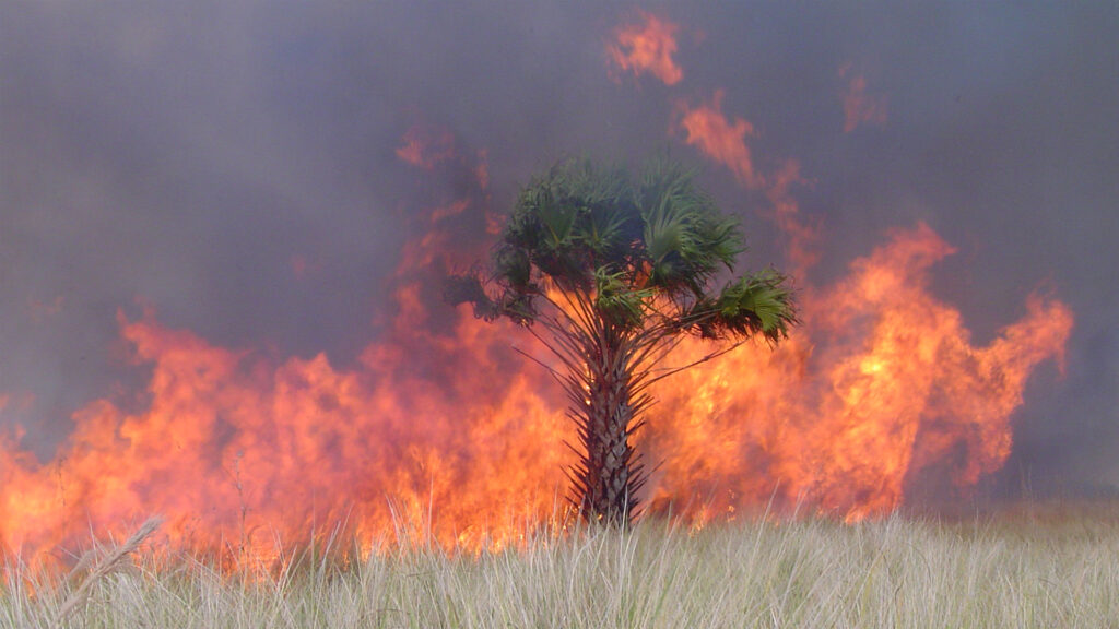 A wildfire on the St. Johns National Wildlife Refuge (U.S. Fish and Wildlife Service Southeast Region, Public domain, via Wikimedia Commons)