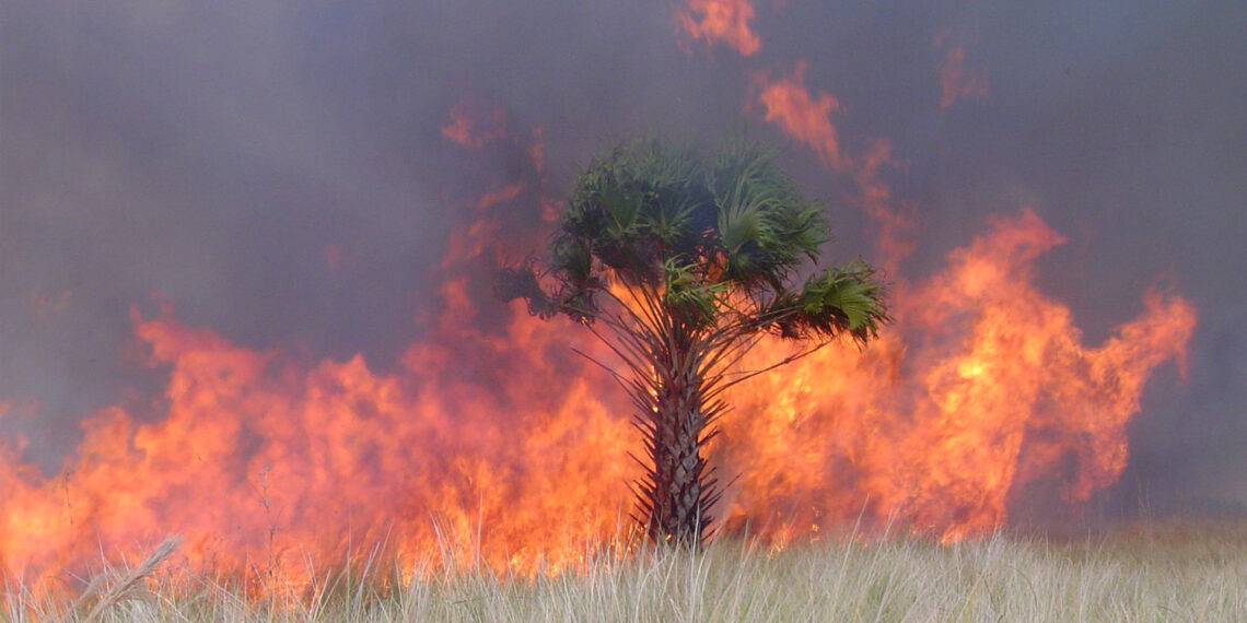 A wildfire on the St. Johns National Wildlife Refuge (U.S. Fish and Wildlife Service Southeast Region, Public domain, via Wikimedia Commons)