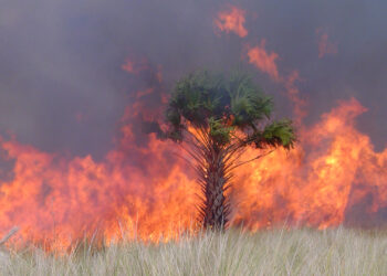 A wildfire on the St. Johns National Wildlife Refuge (U.S. Fish and Wildlife Service Southeast Region, Public domain, via Wikimedia Commons)