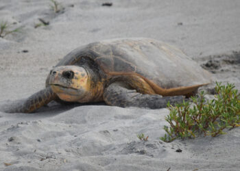 A loggerhead sea turtle nesting (Photo credit: Cindy Lang, courtesy of Sea Turtle Conservancy)