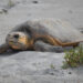 A loggerhead sea turtle nesting (Photo credit: Cindy Lang, courtesy of Sea Turtle Conservancy)