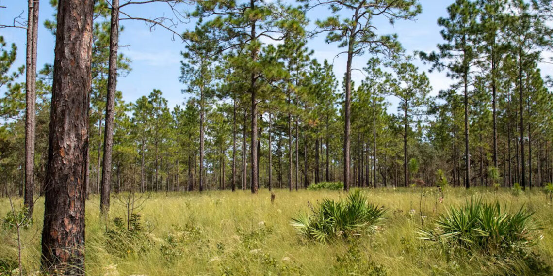 In the longleaf pine savannas of the southeastern U.S., most of the biodiversity is found in the ground cover and depends on frequent fires. (Reed Noss)