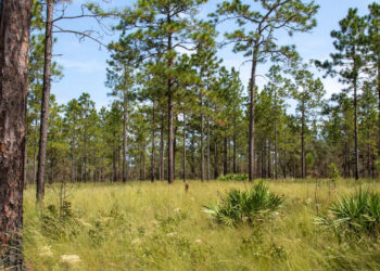 In the longleaf pine savannas of the southeastern U.S., most of the biodiversity is found in the ground cover and depends on frequent fires. (Reed Noss)