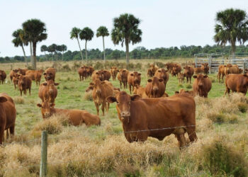 Beef cattle on a ranch (iStock image)
