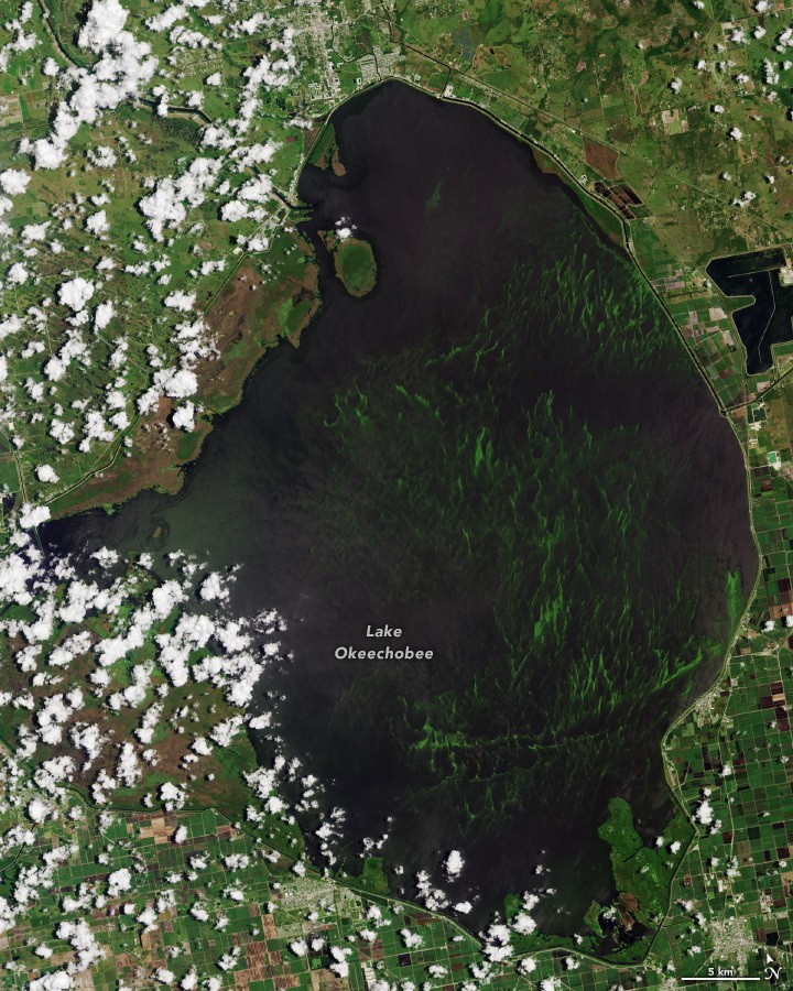 A satellite view of Lake Okeechobee on June 12, 2023, showing algae blooms covering about 380 square miles of the lake. (Photo credit: NASA Earth Observatory image by Wanmei Liang, using Landsat data from the U.S. Geological Survey)