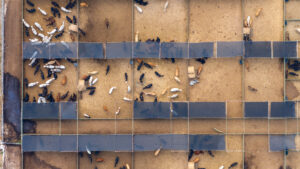 An aerial view of cattle at a stockyard (iStock image)