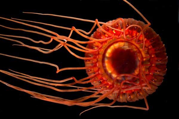 An atolla jellyfish, a bioluminescent species of deep-sea jellyfish. (NOAA Ocean Explorer, CC BY-SA 2.0, via Wikimedia Commons)