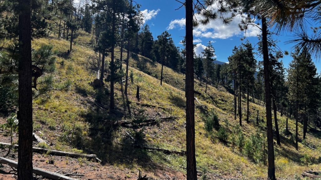 “Active management” via mechanical thinning and overburning has type-converted this dry pine forest in the Santa Fe watershed to a weed-infested, overventilated savannah where remaining trees are exposed to blow down (Photo: D. DellaSala)