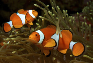 Clownfish in Papua New Guinea (Nick Hobgood, CC BY-SA 3.0, via Wikimedia Commons)