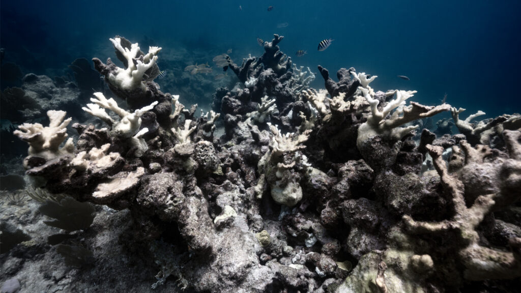 The effects of coral bleaching in 2023 in Biscayne National Park (NPS image by Pete Wintersteen)