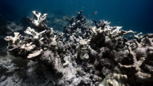 The effects of coral bleaching in 2023 in Biscayne National Park (NPS image by Pete Wintersteen)