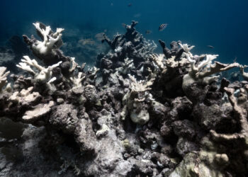 The effects of coral bleaching in 2023 in Biscayne National Park (NPS image by Pete Wintersteen)