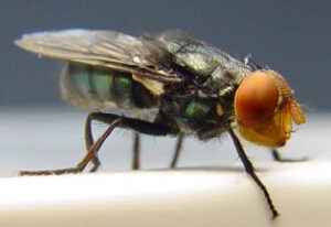 The screwworm fly (The Mexican-American Commission for the Eradication of the Screwworm, Public domain, via Wikimedia Commons)