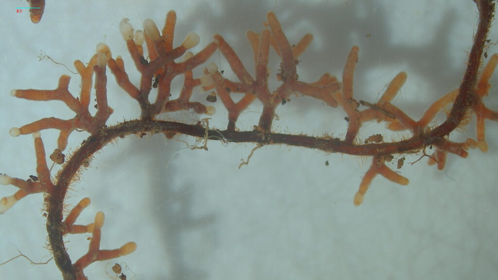 Up close look at slash pine roots showing ectomycorrhizal fungi. These fungi colonize the outside of the roots. (Photo credit: Elena Karlsen-Ayala)