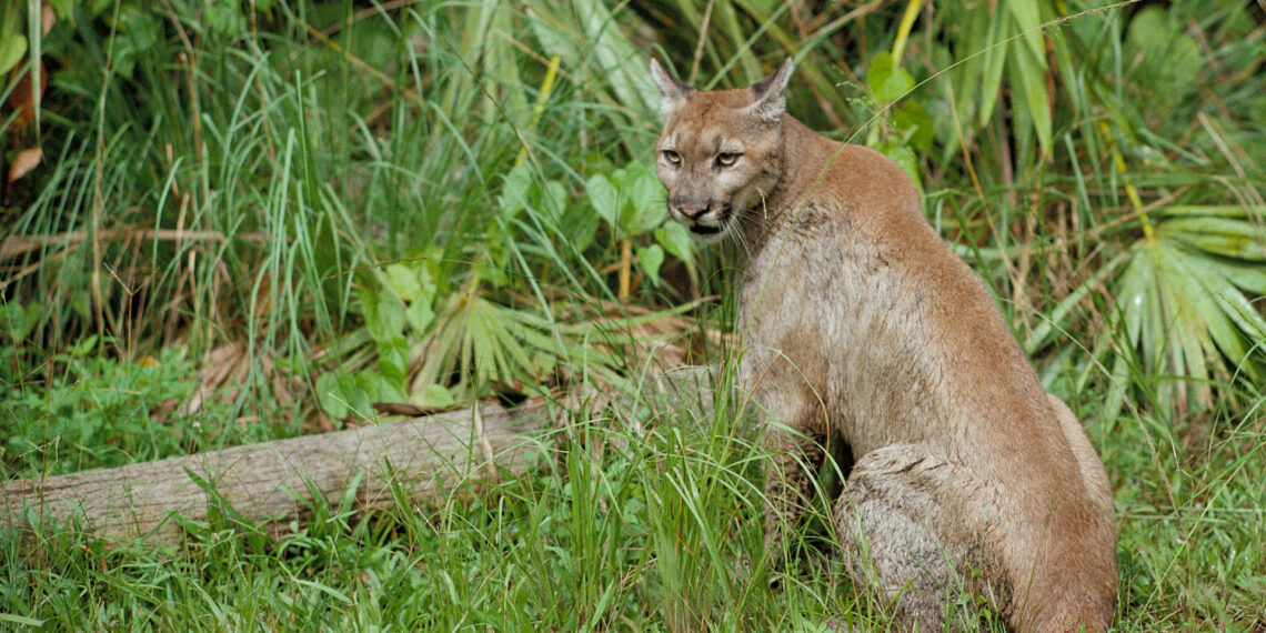 A Florida panther at Florida Panther National Wildlife Refuge (George Gentry/U.S. Fish and Wildlife Service, Public domain, via Wikimedia Commons)