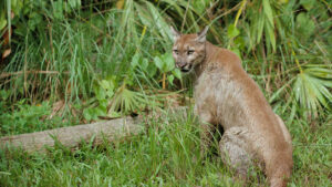 A Florida panther at Florida Panther National Wildlife Refuge (George Gentry/U.S. Fish and Wildlife Service, Public domain, via Wikimedia Commons)