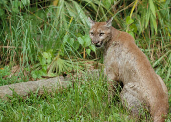 A Florida panther at Florida Panther National Wildlife Refuge (George Gentry/U.S. Fish and Wildlife Service, Public domain, via Wikimedia Commons)