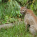 A Florida panther at Florida Panther National Wildlife Refuge (George Gentry/U.S. Fish and Wildlife Service, Public domain, via Wikimedia Commons)